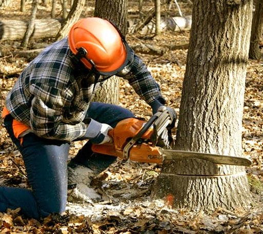 Tree Removal in Rochester, VT